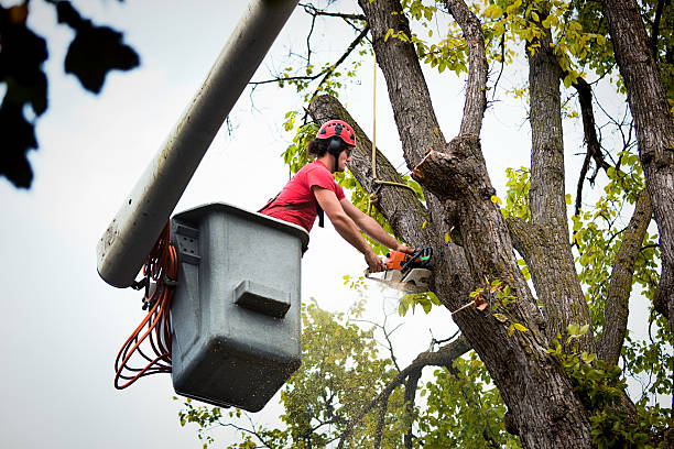 Best Root Management and Removal  in Smithville, TN